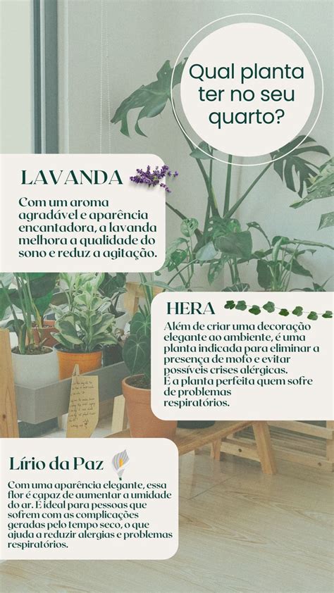 Dica De Plantas Para Ter No Quarto Artofit