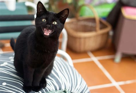 Different Types Of Cat Meows And Their Meanings