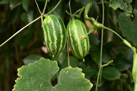 Japanese Snake Gourd Trichosanthes Cucumeroides Stock Image Image Of