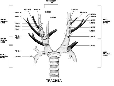 Bronchial Tree Anatomy Bronchoscopy