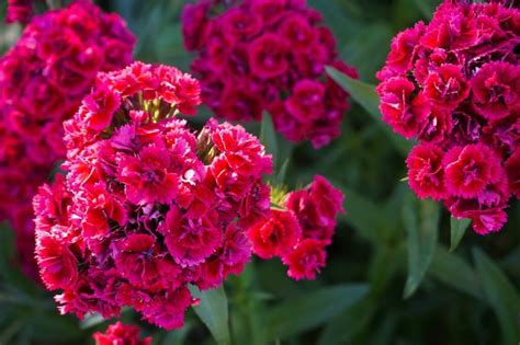 archives des oeillet interflora
