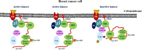 Model For Fa Prevents The P Induced Csrc Activation In Breast Cancer