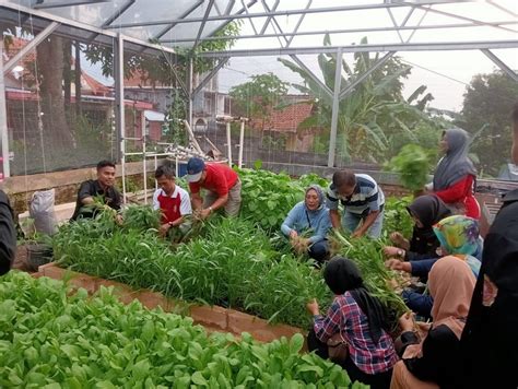 Karang Taruna Tinjomoyo Sulap Lahan Tidur Jadi Urban Farming