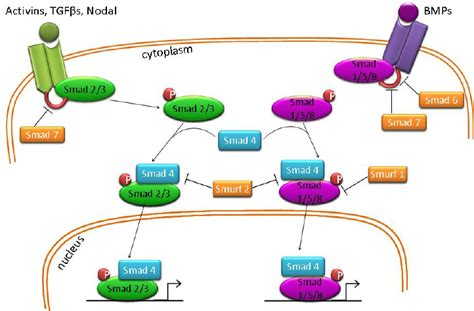 Diagrammatic Representation Of Activin Nodal Tgfβ And Bmp Signaling