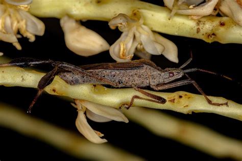 Premium Photo Adult Leaf Footed Bug Of The Genus Leptoglossus