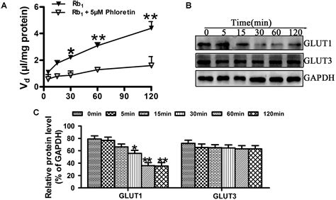 Frontiers Brain Transport Profiles Of Ginsenoside Rb1 By Glucose