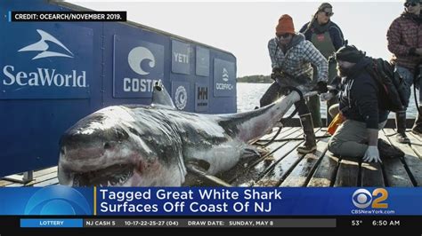 Great White Shark Tracked Off Jersey Shore Youtube