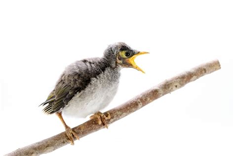 Free Photo | Closeup of a baby noisy miner on white background. An ...