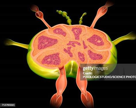 85 Cross Section Of A Lymph Node Stock Photos High Res Pictures And