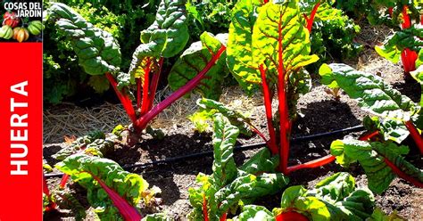 Cómo Cultivar Acelga En El Huerto Urbano Uno De Los Cultivos Más Fáciles Para Empezar Cosas