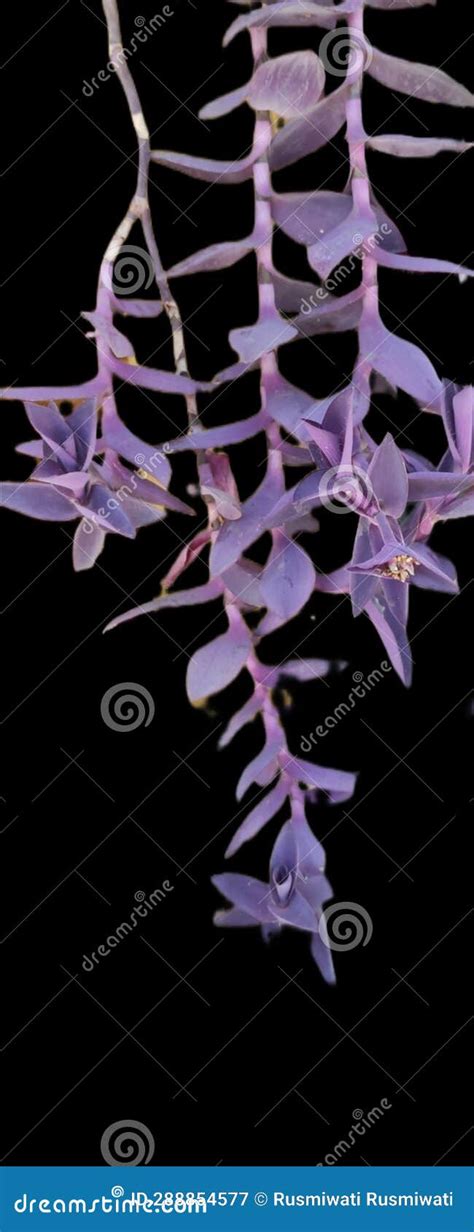 Purple Heart Plant Tradescantia Pallida Is Purple Used As A Very