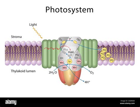 Thylakoid Membrane Photosynthesis