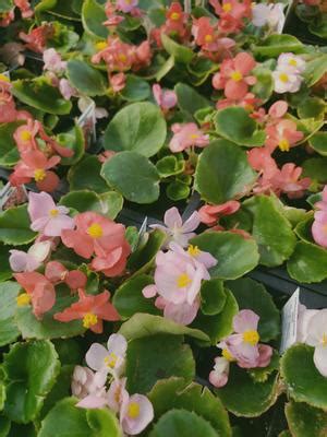 Begonia Semperflorens Cultorum Ambassador Mix Begonia From Sedan Floral