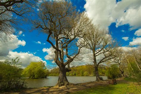 Free Images Landscape Tree Nature Branch Blossom Cloud Sky