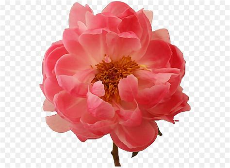 Peony Bunga Paeonia Karang Pesona Gambar Png