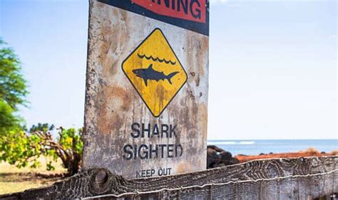 Hawaii warning as tourist, 20, injured in suspected shark attack days ...