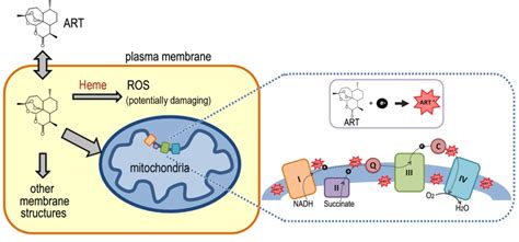 Figure 3 The Cellular Actions Of Artemisinins In Yeast Modeling