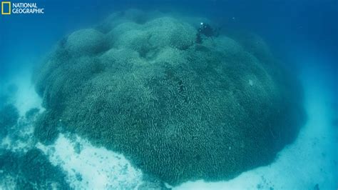 Scientists Find Worlds Largest Coral Head And Its Bigger Than A Blue