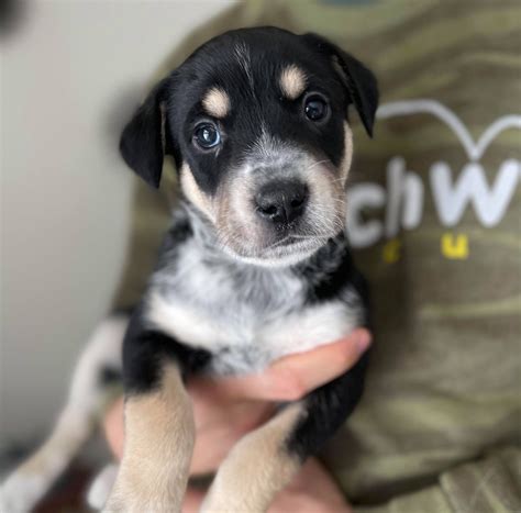 Australian Cattle Dog Husky Mix