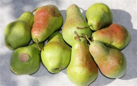 Груша Перун (12 фото): описание сорта, отзывы, опылители, в Сибири ...