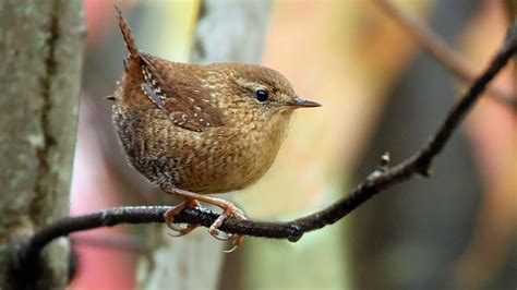 Fall migration ongoing as the bird population declines