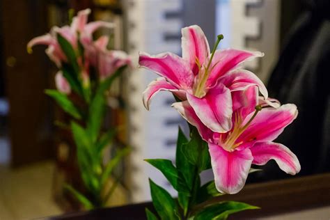 Купить Лилию комнатное растение в СПб в интернет – магазине