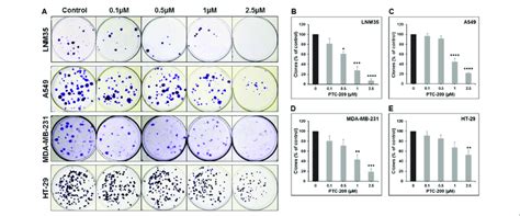 Ptc 209 Inhibits The Clonogenic Growth Of Lung Breast And Colon