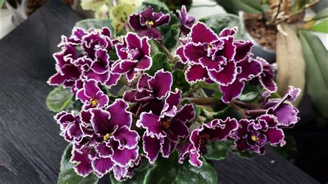 Фіалочка ЛЕ-Мачо - YouTube