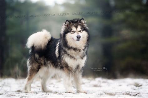 Asgard wooly malamutes - Alaskan Malamute Puppies for Sale in Elk, WA ...