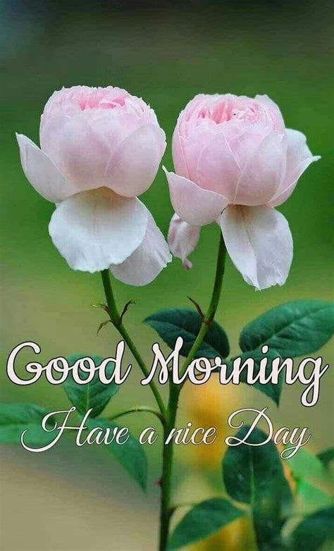 images  good morning  flowers