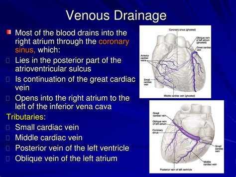 Ppt Pericardium And Heart Powerpoint Presentation Free Download Id