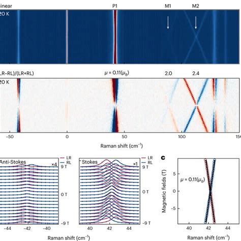 Large Pmms In Fe Mo O Revealed By Magneto Raman Spectroscopy A