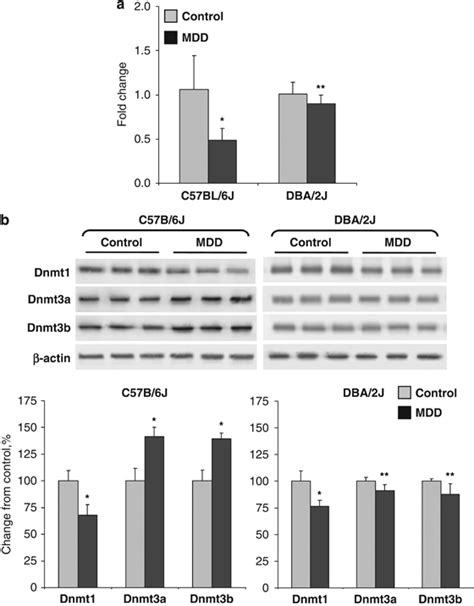 Expression Changes Of MiR 29c And Dnmt1 Dnmt3a And Dnmt3b Proteins In