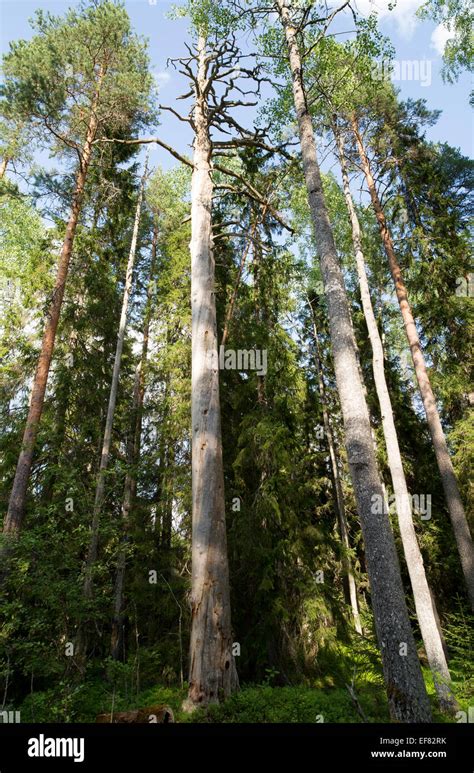 Large Dead Standing Pine Tree Pinus Sylvestris Which Is Protected