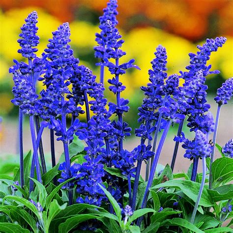 Salvia Farinacea Victoria Seeds Suttons