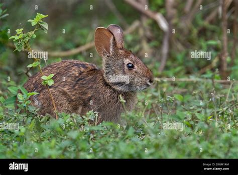 Florida Catching Rabbit