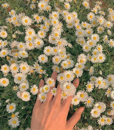 Life Is Worth Touching Flower Aesthetic Flowers Photography Flowers