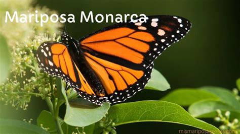 Mariposa MONARCA Descubre su increíble viaje