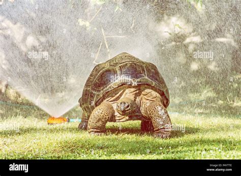 Tortue G Ante Des Galapagos Chelonoidis Nigra Et De L Eau Jardin