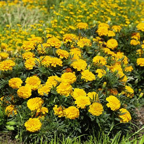 Marigold Nana Patula Yellow Flower Seeds Buy Seeds Online At Best