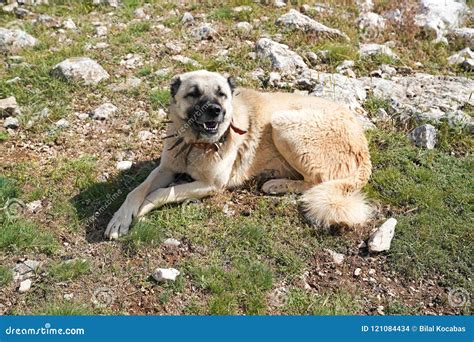 Anatolian Shepherd Dog with Spiked Iron Collar Lying on Pasture. Stock ...