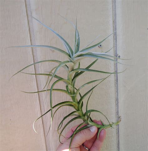 Tillandsia Cauligera Major Air Plants A Rare And Beautiful Tillandsia