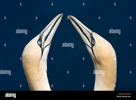 Northern Gannet Morus Bassanus Bill Fencing As Part Of Pair Bonding