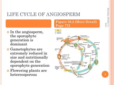 Ppt The Life Cycle Of Angiosperms Powerpoint Presentation Free Download Id5408370