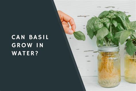 Can Basil Grow In Water Condimentbucket