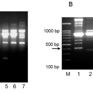 RAPD analysis for L plantarum strains 2035 and ACA DC 2640 Α