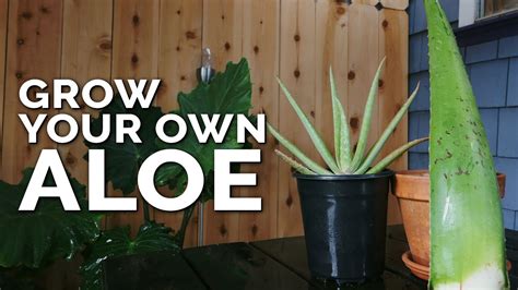 How To Grow Aloe Vera In Containers And Harvest Massive Leaves Youtube