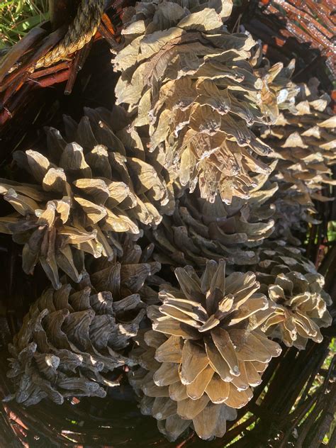 Korean Pine Northern Food Forest