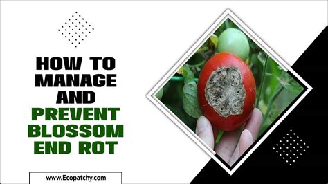 How To Manage And Prevent Blossom End Rot 5 Essential Tips