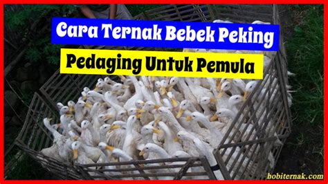 Begini Caranya Ternak Bebek Peking Pedaging Dan Petelur